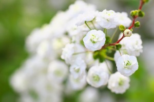 Close up of bridal wreath flowers